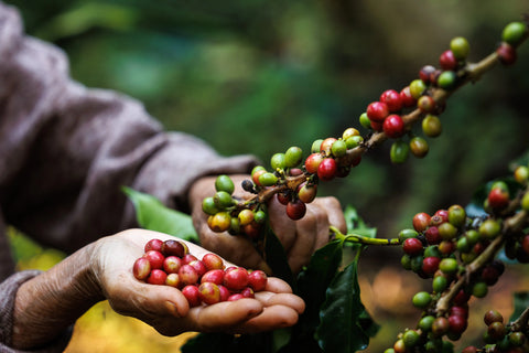 Hand-picked ripe coffee cherries showing the selective harvesting process used for specialty-grade coffee beans.