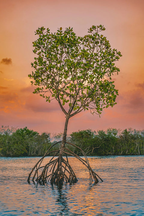 Mangrove tree with exposed roots thriving in coastal waters during sunset, representing sustainable environmental restoration.